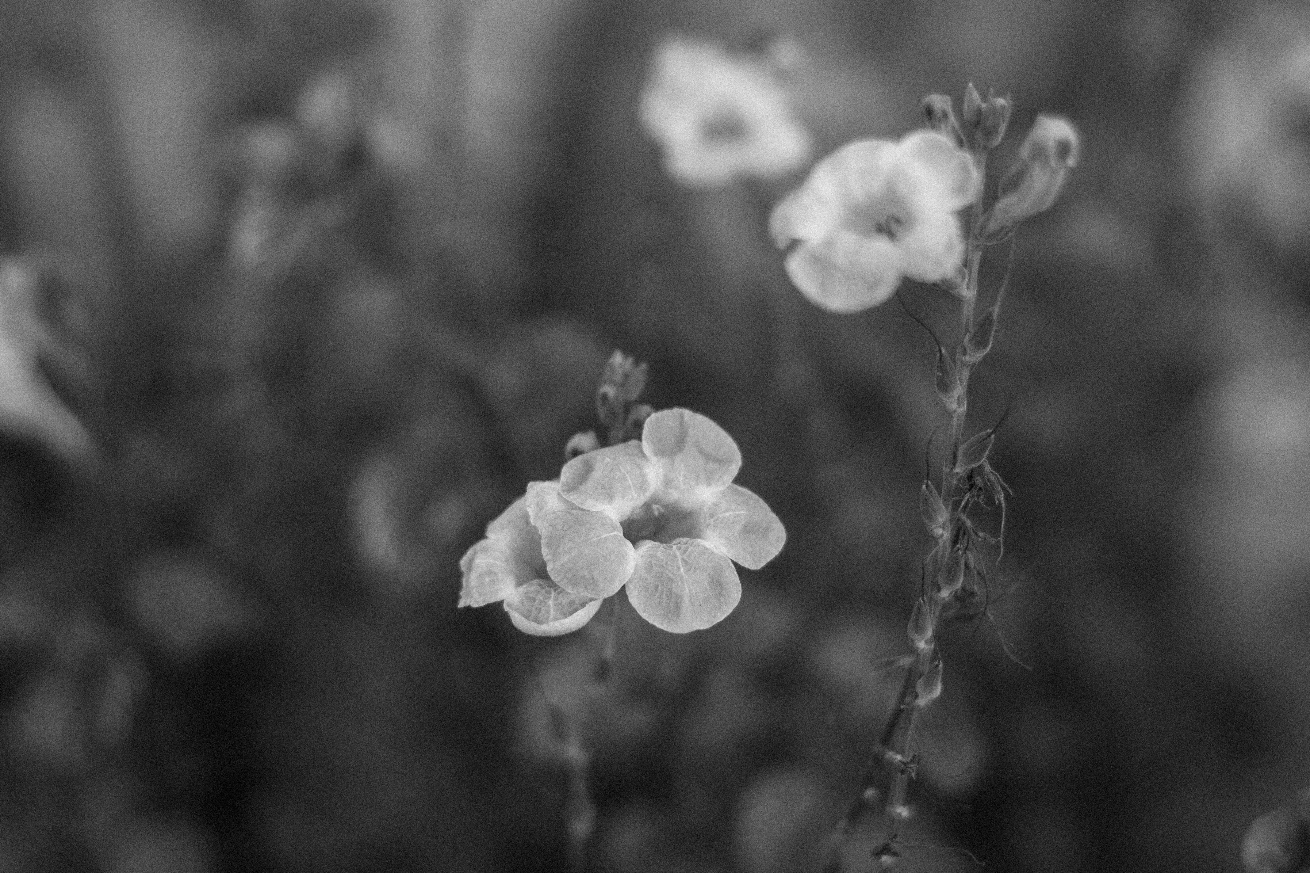 Colagem com retratos e papéis antigos