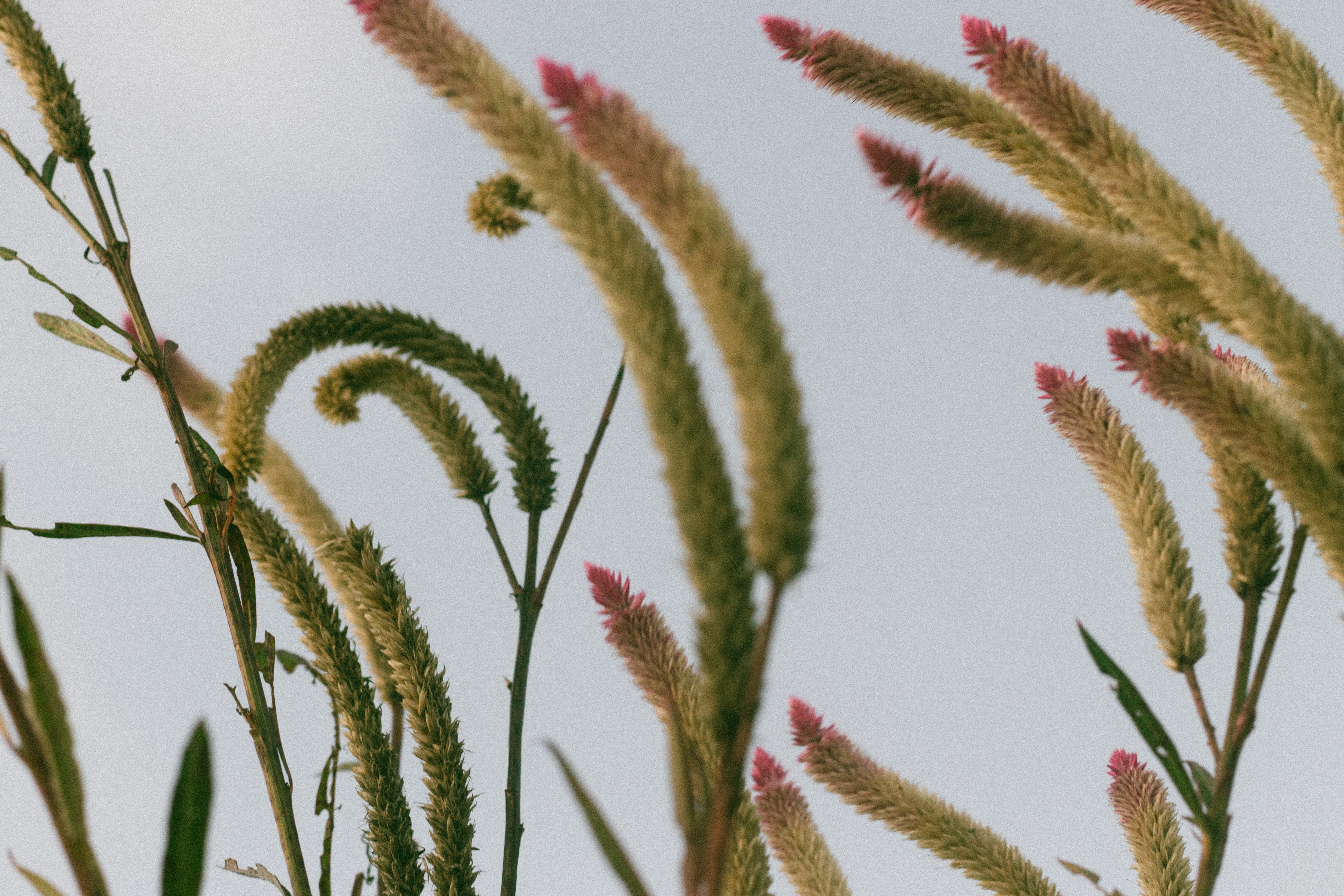 Colagem com retratos e papéis antigos